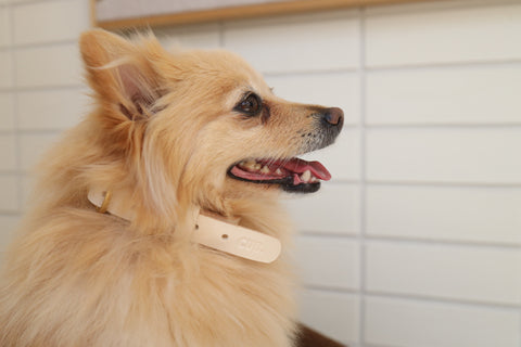 Personalised Collar - Bone