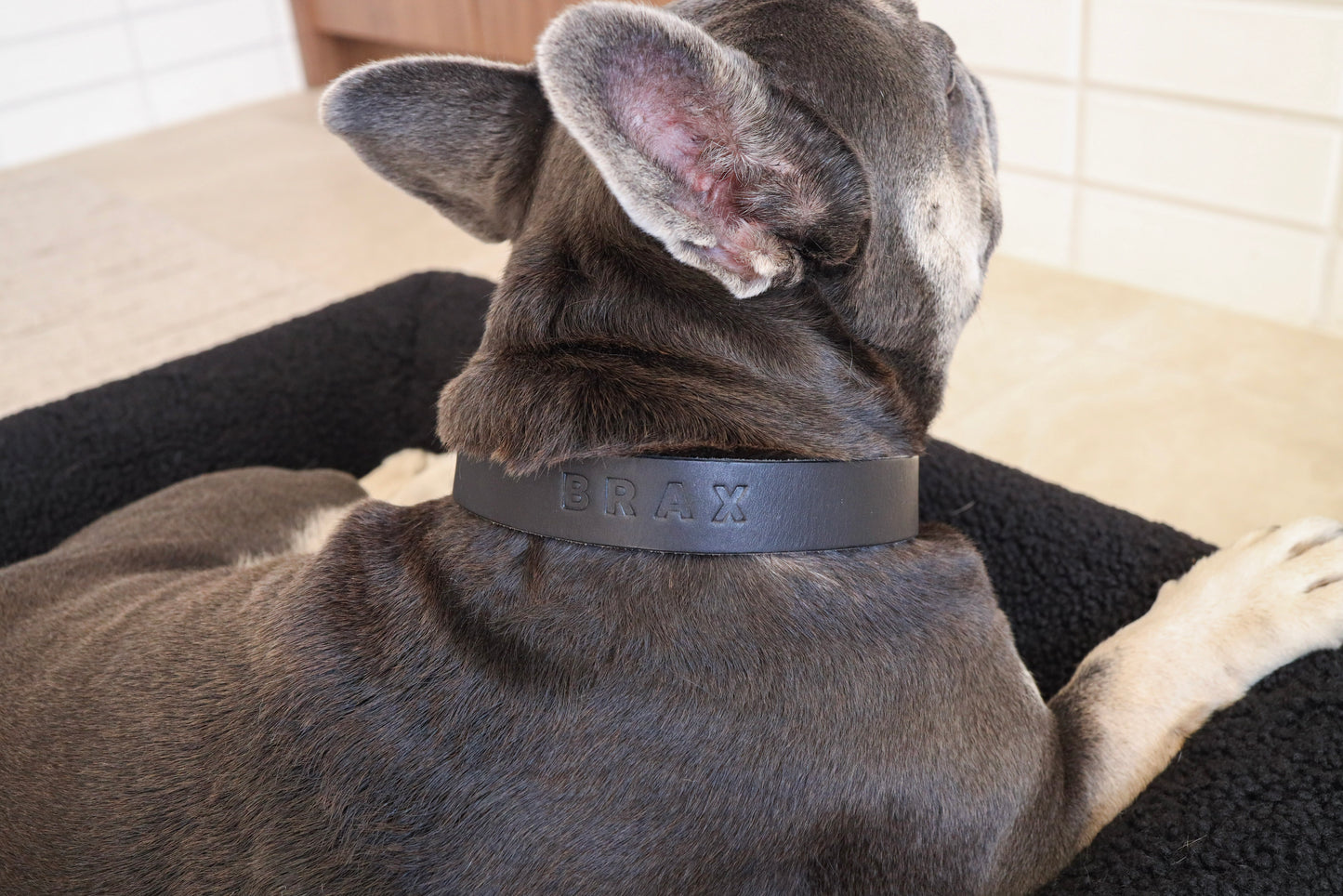 Personalised Collar - Midnight